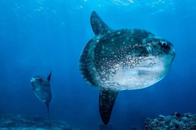 Diving with Manta Ray at Nusa Penida - What $120 includes, and where the value lies