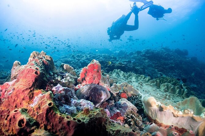 Diving with Manta Ray at Nusa Penida - What the shared speedboat means for your day