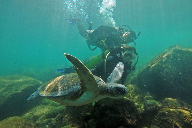 Diving with Turtles in Floripa - Who should book this morning outing