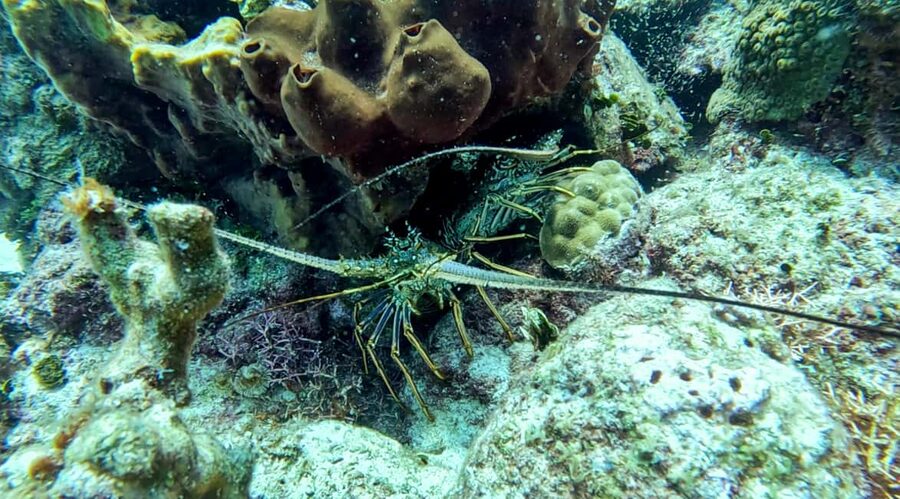 diving without a license catalina island from punta cana - Catalina beach, barbecue, and a short break
