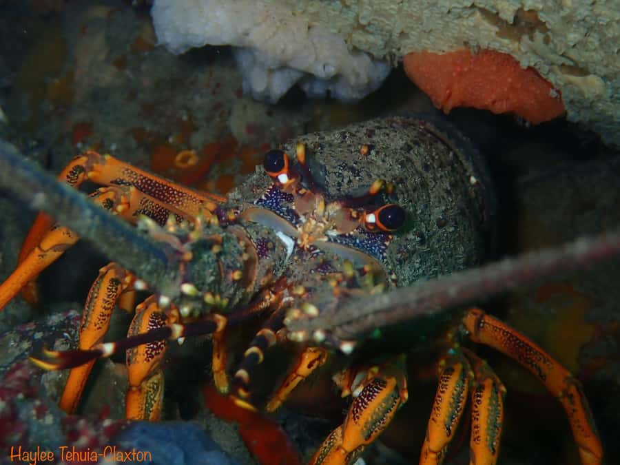 Double Boat Dive with Equipment - From 38 West End to Kaikoura’s reefs