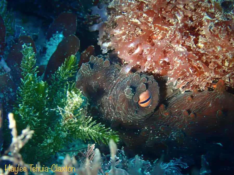 Double Boat Dive with Equipment - The one-hour surface break