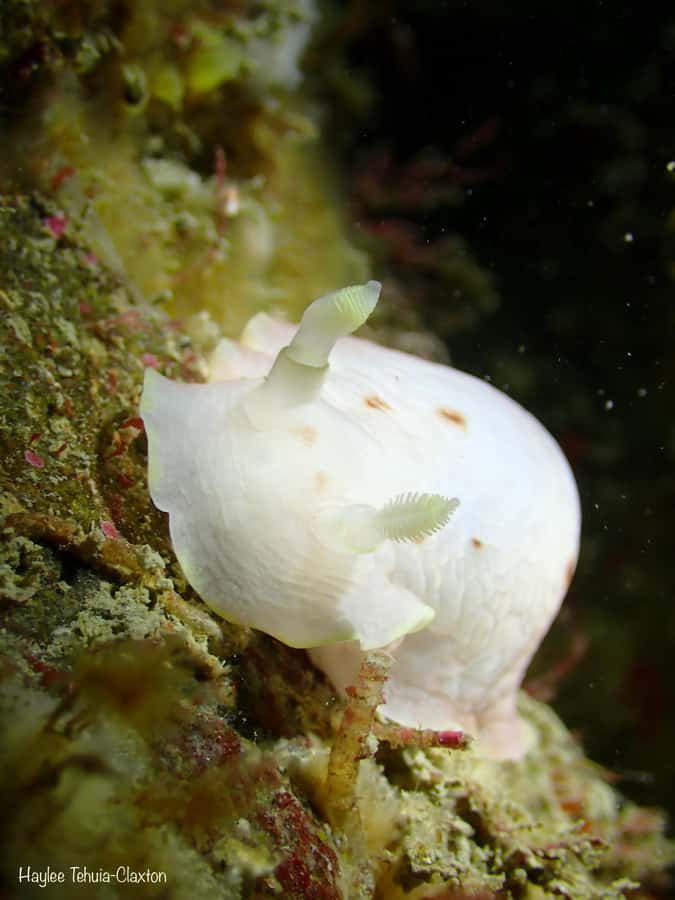 Double Boat Dive with Equipment - What makes this outing worth the time