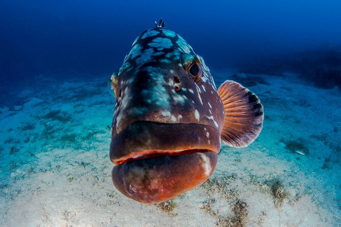 Double Dive Elba Island - The crew, instruction, and overall feel
