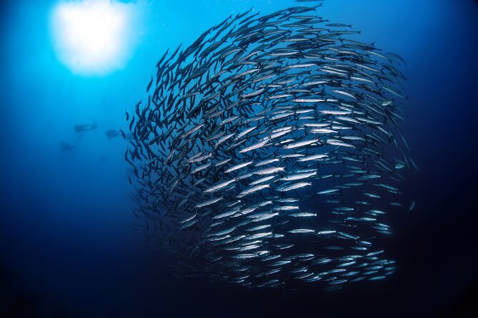 Double Dive Elba Island - What the protected national park setting adds