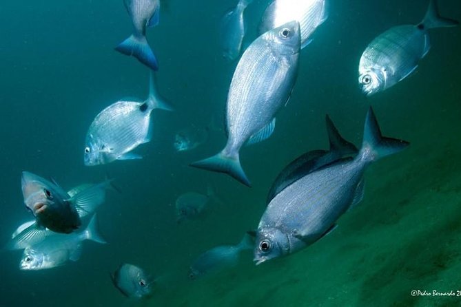 Double dive in the Algarve. Don't stop on the beach! - What the double session adds