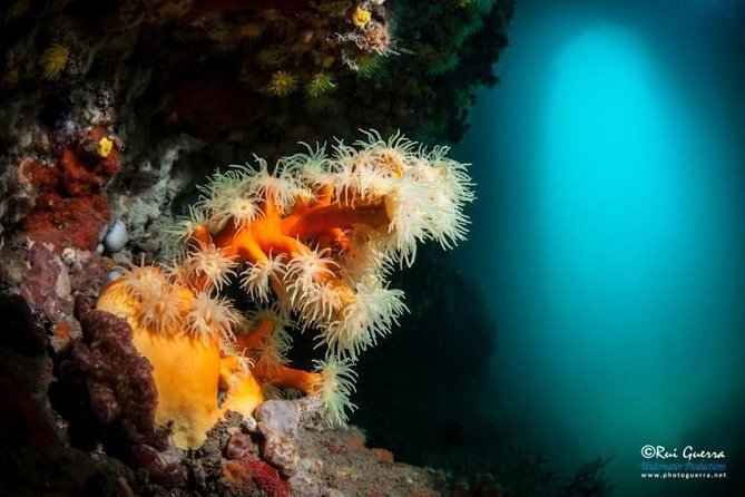 Double dive in the Algarve. Don't stop on the beach! - A small group makes a real difference