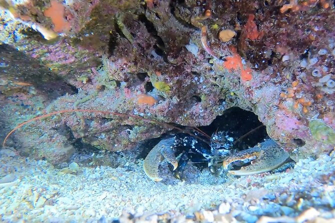 Double dive in the Capo Carbonara Marine Protected Area, for patents. - A calm guide can make a real difference