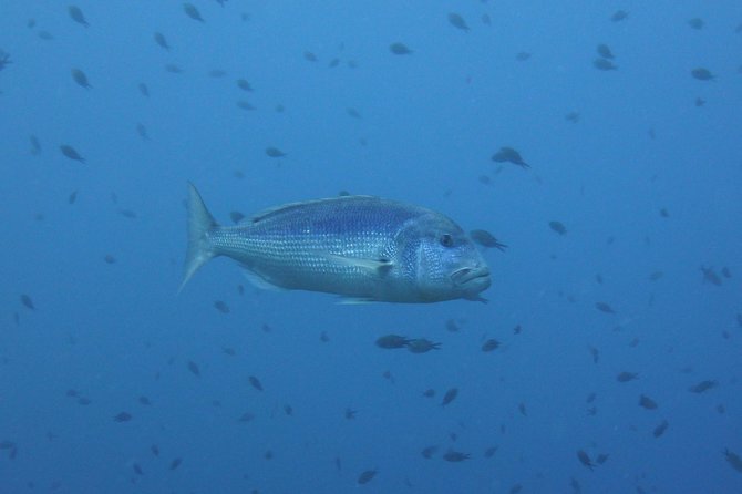 Double dive in the Capo Carbonara Marine Protected Area, for patents. - The boat routine is simple and well organized