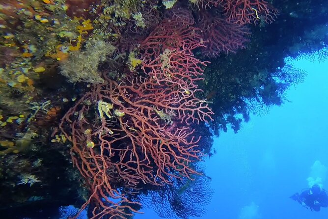 Double dive in the Capo Carbonara Marine Protected Area, for patents. - What the $162 price really includes