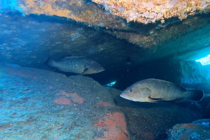 Double dive in the Capo Carbonara Marine Protected Area, for patents. - Equipment, comfort, and preparation