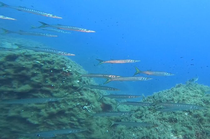 Double dive in the Capo Carbonara Marine Protected Area, for patents. - Pickup and timing around Villasimius