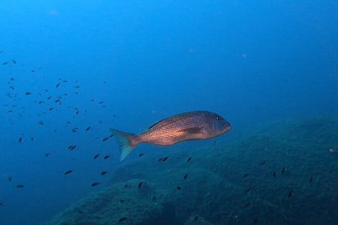 Double dive in the Capo Carbonara Marine Protected Area, for patents. - What you may see around Isola dei Cavoli