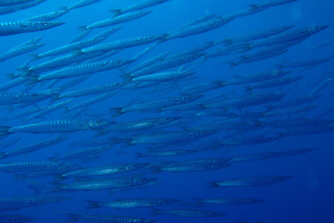 Double dive in the Punta Campanella Marine Protected Area - Marine life you may see around Nerano