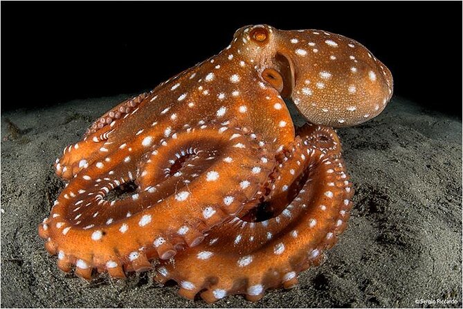 Double dive in the Punta Campanella Marine Protected Area - What the first underwater outing may show you