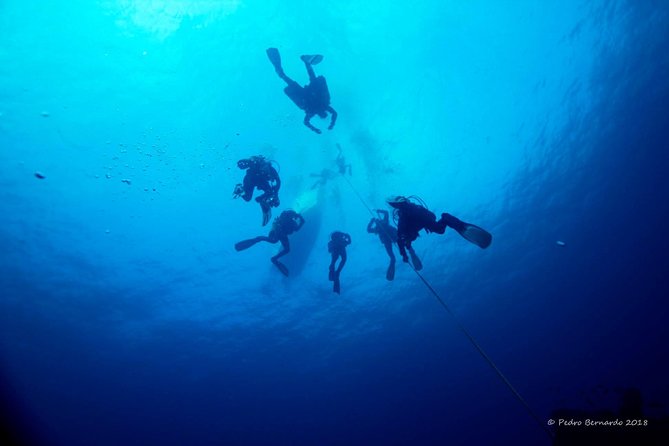 Double Dive the Fantastic Ocean Revival Park - Booking, cancellation, and useful timing advice