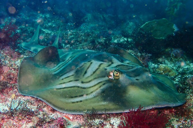 Double Dive to South Solitary Island Coffs Harbour - What the two underwater sessions are like