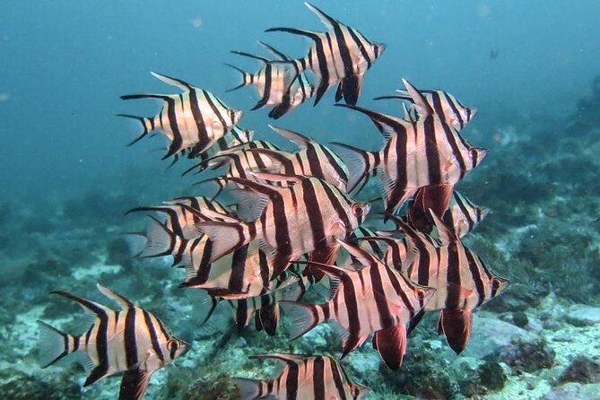 Double Dive to South Solitary Island Coffs Harbour - What the $182.90 price really covers