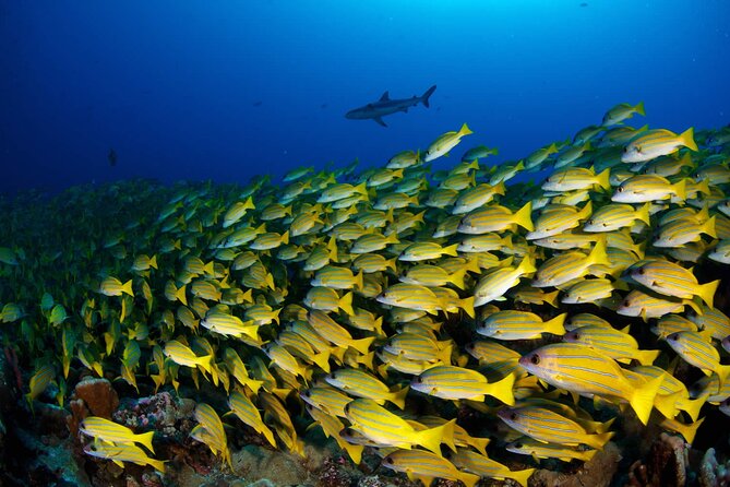 Double Diving Adventure Exploration for Certified Divers - Equipment and instruction from a small local team
