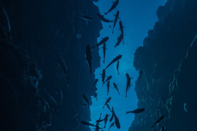 Double Diving Adventure Exploration for Certified Divers - Why the five-person limit matters