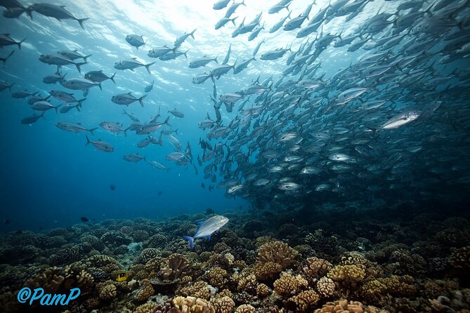 Double Diving Adventure Exploration for Certified Divers - Price and what the morning is worth