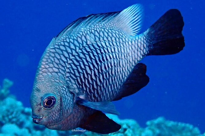 Double Diving Adventure Exploration for Certified Divers - Weather, cancellation, and timing