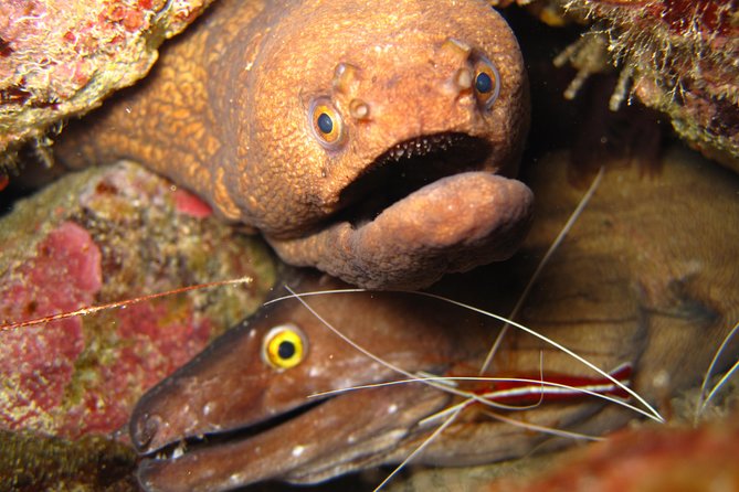 Double Diving in Sal Island - Half Day - Key points to know before you book