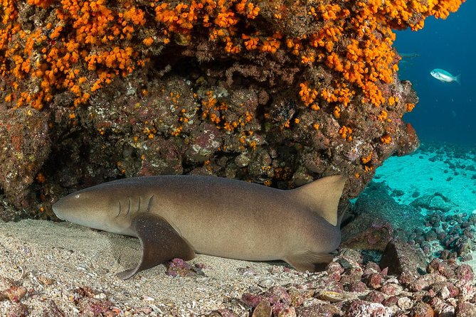 Double Diving in Sal Island - Half Day - Practical booking advice for the 8:10 am start