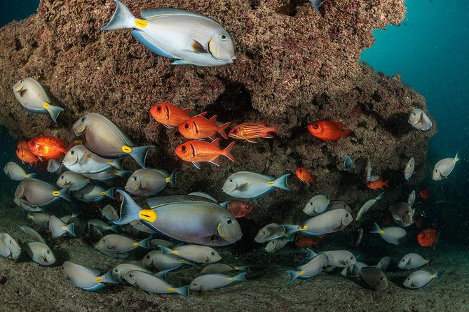 Double Diving in Sal Island - Half Day - Starting at Santa Maria Dive Center at 8:10 am
