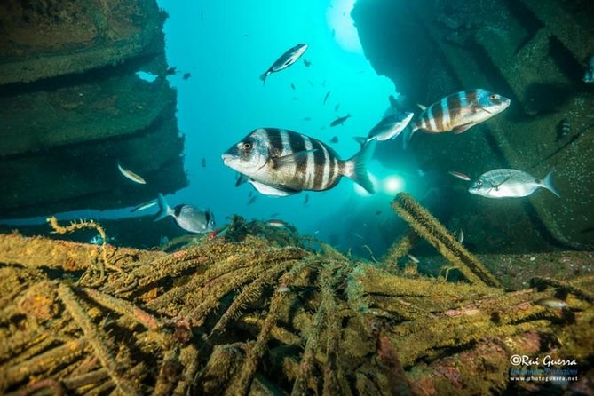 Double dream dive on a Maritime Reserve - Your three-hour schedule from Sesimbra