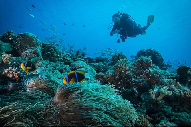 Double dream dive on a Maritime Reserve - What the best parts of the outing require from you