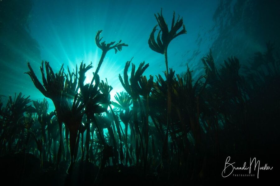 Double Scuba Dive on a Marine Reserve - The 30-minute safety briefing