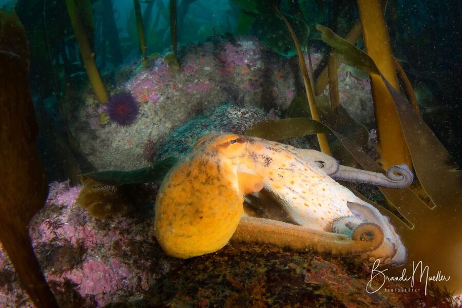 Double Scuba Dive on a Marine Reserve - What the small group changes