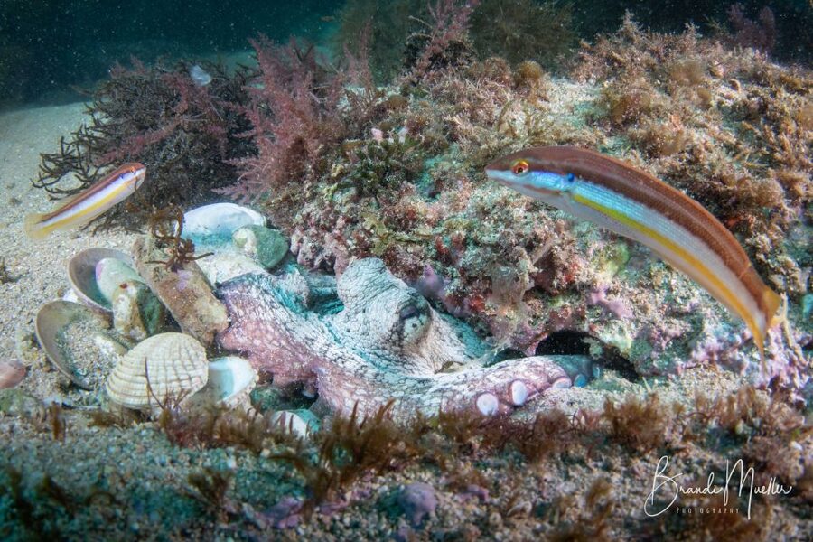 Double Scuba Dive on a Marine Reserve - Certification and the one-year rule