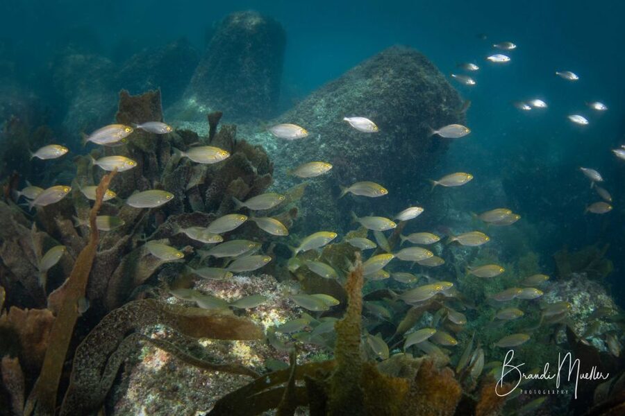 Double Scuba Dive on a Marine Reserve - Making a day of Sesimbra