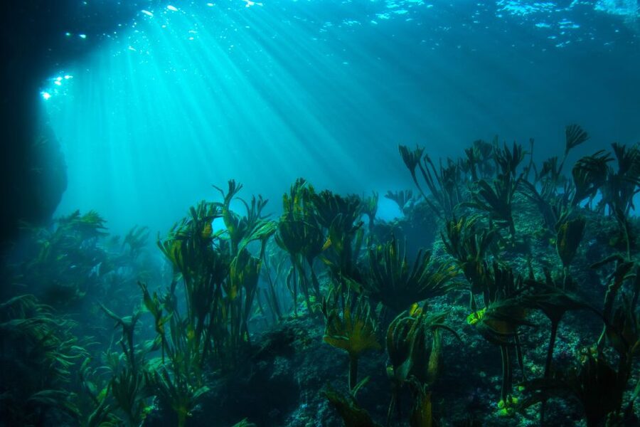 Double Scuba Dive on a Marine Reserve - What to bring and what to check