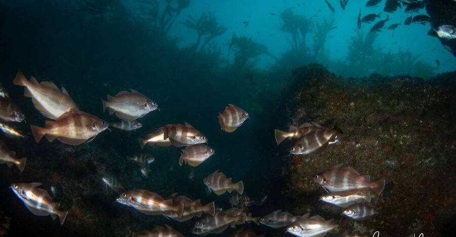 Double Scuba Dive on a Marine Reserve - Two sessions at the Sesimbra Maritime Reserve