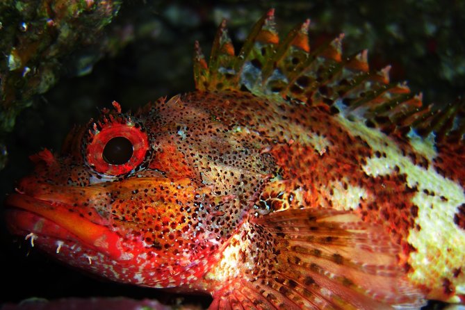 Double Scuba Diving - What the São Miguel outing is really like