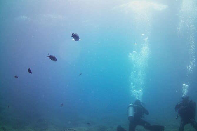 Double Shore Dive (certified divers) - What the small group changes