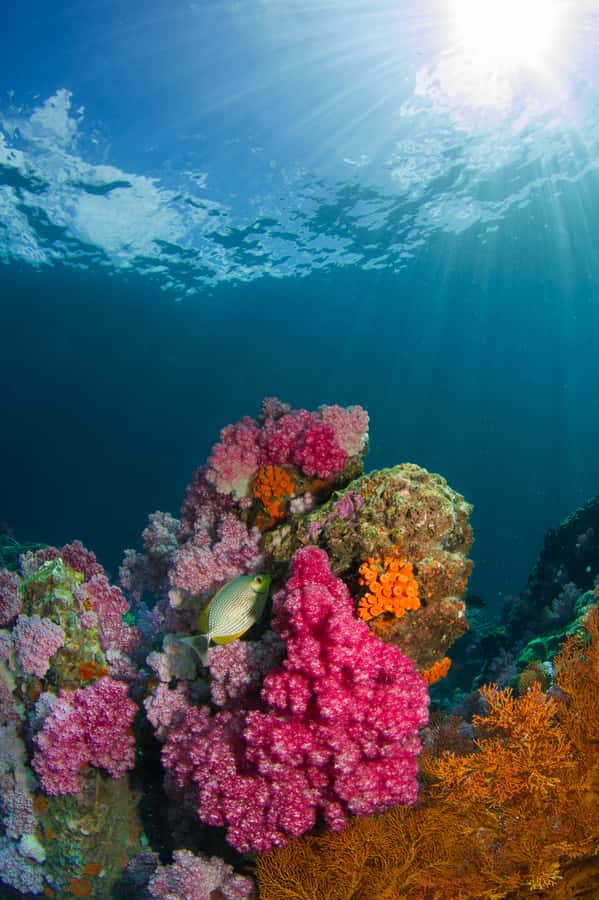 DSD Discover Scuba Diving for a beginner or Certified - Key points to know before you book