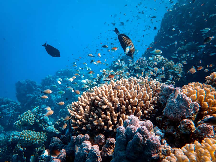 DSD Discover Scuba Diving for a beginner or Certified - Underwater photos make the $73 price easier to judge