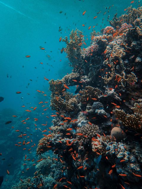 DSD Discover Scuba Diving for a beginner or Certified - Environmental care in a shore-based format