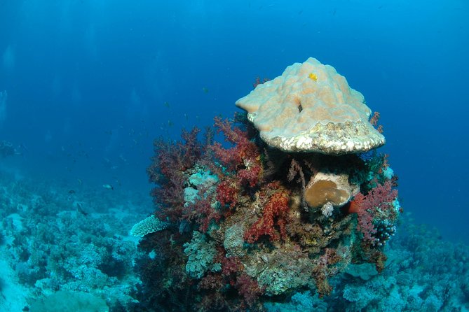 DSD "Discover Scuba Diving" (Min Age 10 Years) - Is $117.95 a fair price?