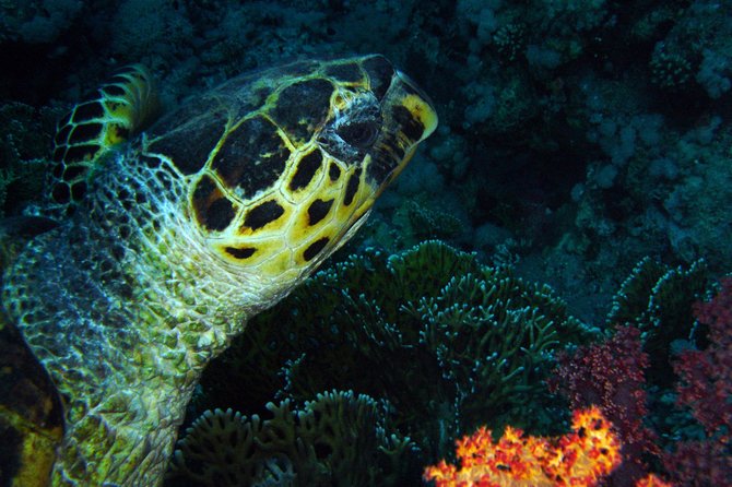 DSD "Discover Scuba Diving" (Min Age 10 Years) - The guided underwater session in Aqaba