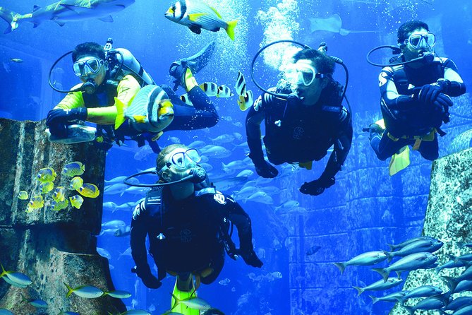 Dubai Lost Chambers Dive Discovery - Entering Atlantis Lagoon for a close look at marine life