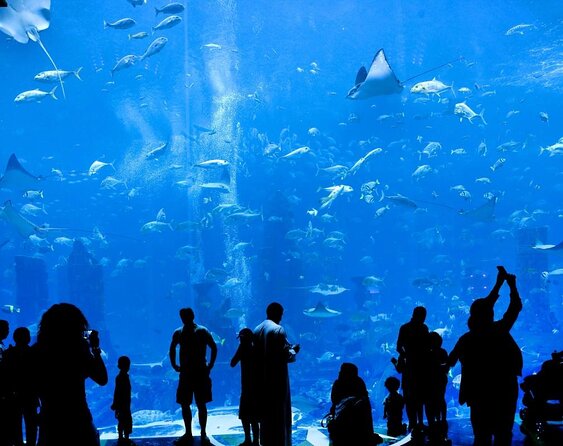 Dubai Lost Chambers Dive Explorer (Certification Required) - Key points to know before booking