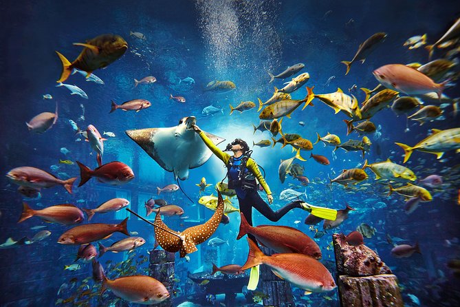 Dubai Lost Chambers Dive Explorer (Certification Required) - What makes the Ambassador Lagoon different