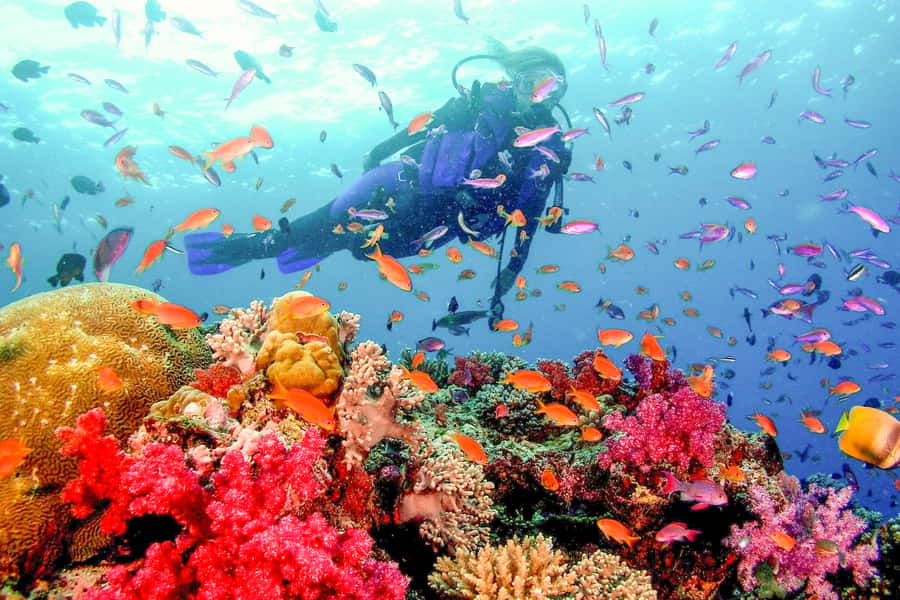 Dubai: PADI Open Water 18-Meter Diving Certification - Key points to know before booking
