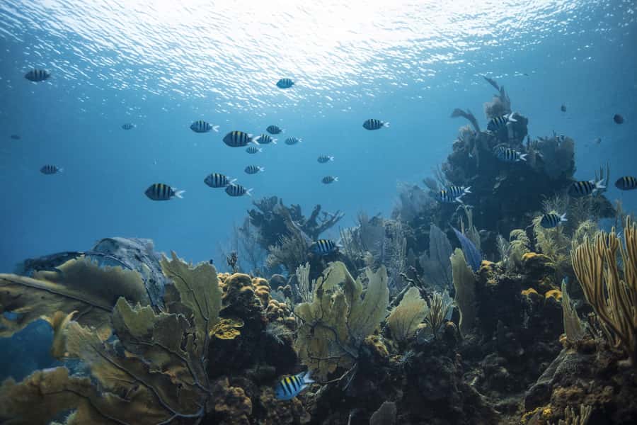 Dubai: PADI Open Water 18-Meter Diving Certification - Four open-water sessions complete the qualification