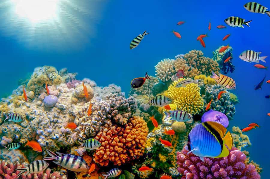 Dubai: PADI Open Water 18-Meter Diving Certification - Start with theory at home before reaching Dubai